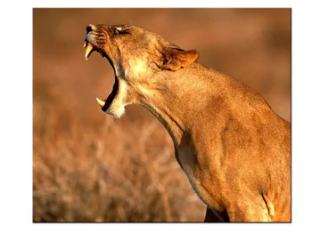 1 бр./компл. Платно С домашен Любимец Принтом Високо Качество на HD Отлично Изкуството на Африканския Леопард Снимки Модерен Начало Декор 1